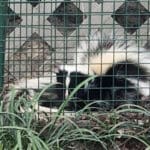 Skunk in a fenced enclosure among grass, representing wildlife control and relocation services offered by Camo Pest Control in New Braunfels, TX.
