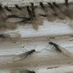 Camo Pest Control Termite Swarmers