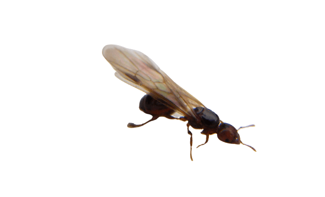 flying ant removal