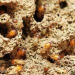 Termites in New Braunfels