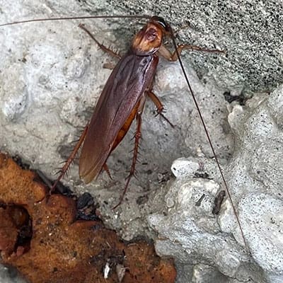 Roach extermination in New Braunfels
