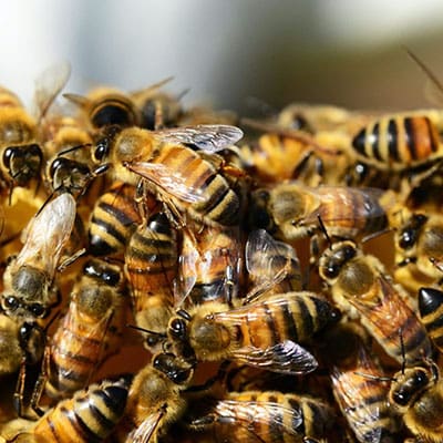 Relocation of Bees in New Braunfels