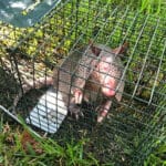 Armadillo captured in a humane trap, showcasing wildlife removal efforts by Camo Pest Control in New Braunfels, TX.