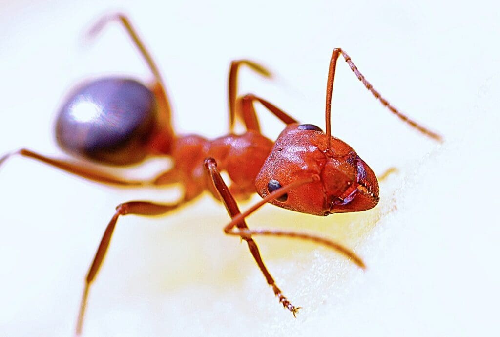 Red ants pest control