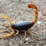 Scorpion removal