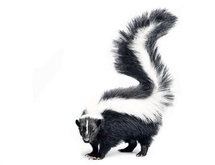 Skunk removal