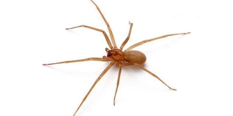 New Braunfels Spider Exterminator, Spider inspection