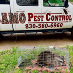 Camo Pest Control truck with logo and contact information alongside a trapped raccoon in a cage on grassy ground, illustrating wildlife removal services in New Braunfels, TX.