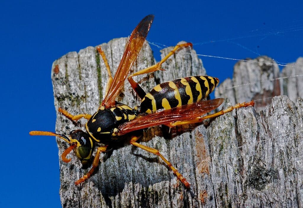 Wasp extermination in New Braunfels