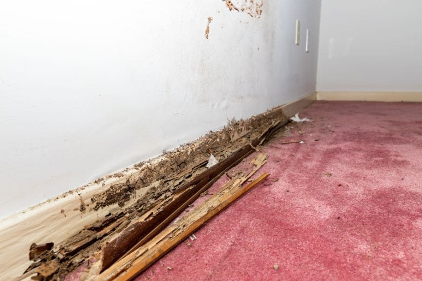 How Do Licensed Termite Inspectors Detect Hidden Termite Damage?