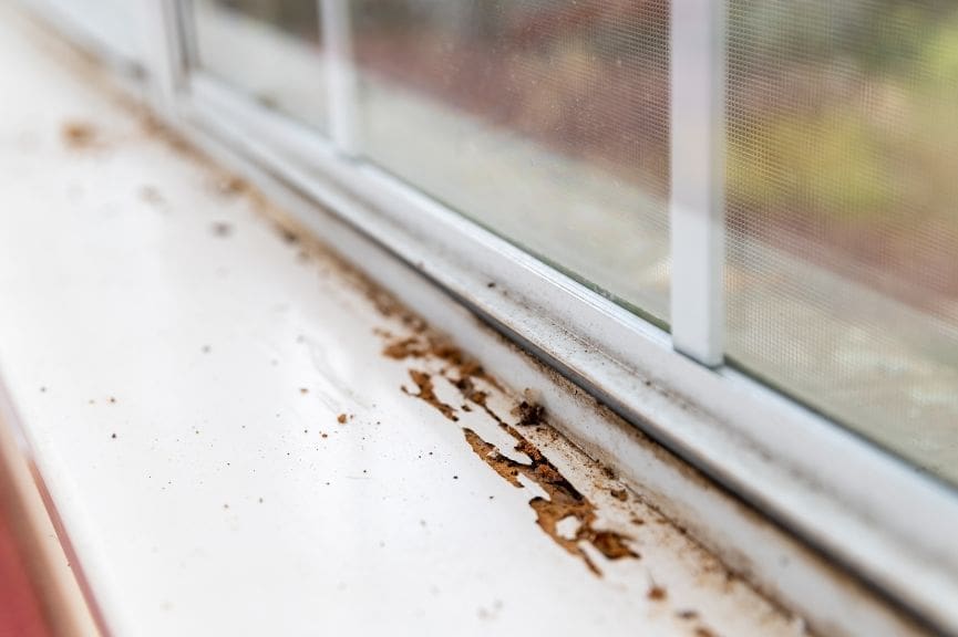How Do You Find Licensed Termite Inspectors Nearby?
