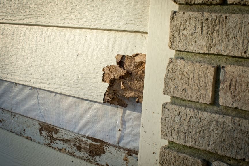 What Questions Should You Ask Licensed Termite Inspectors Nearby?
