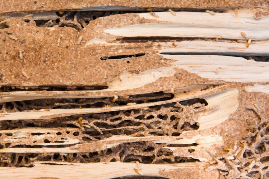 Understanding Termite Inspection and Treatment Options in Central Texas