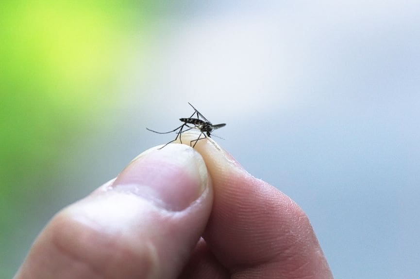 West Nile Virus Confirmed in Texas: What New Braunfels Homeowners Need to Know in 2026