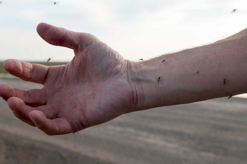 How to Prepare Your New Braunfels Yard for Mosquito Season (A Step-by-Step Guide)