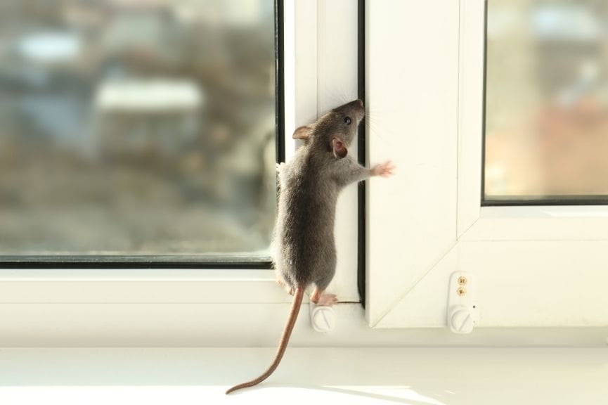 Rats or Mice? How to Tell What Is in Your New Braunfels Attic