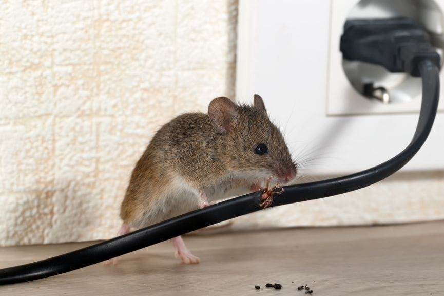 Roof Rats in Central Texas: Why They Are in Your Attic and How to Get Them Out
