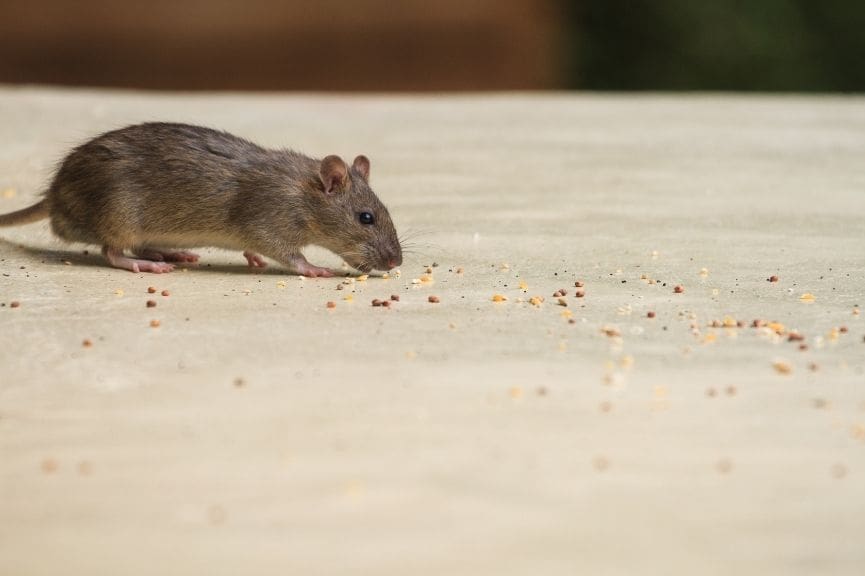 Signs of a Mouse Infestation Most New Braunfels Homeowners Miss