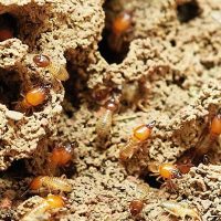 New Braunfels Termites Exterminator, termite inspection