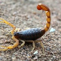 Scorpion extermination in New Braunfels