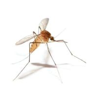 Mosquito extermination in New Braunfels