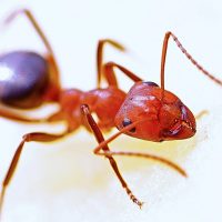 Pest Control Services, removal of red ants