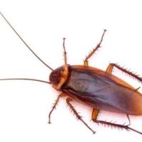 Roach extermination in New Braunfels