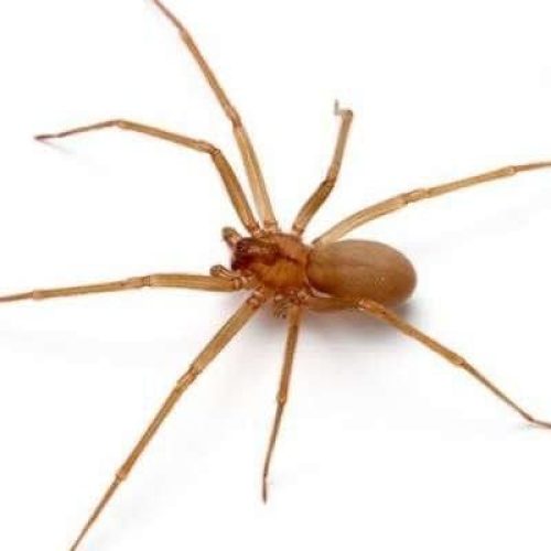 New Braunfels Spider Exterminator, Spider inspection