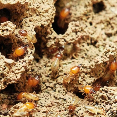 Termites – Extermination & Treatment